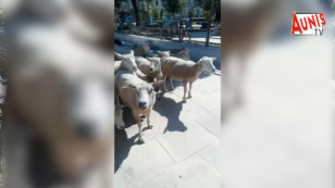La rubrique à Dada : les moutons « tondeuses » font le buzz à La Rochelle