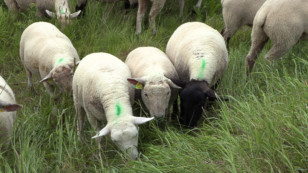 Marais poitevin en Vendée : des moutons en guise de tondeuses pour entretenir les digues de Saint Michel-en-l’Herm