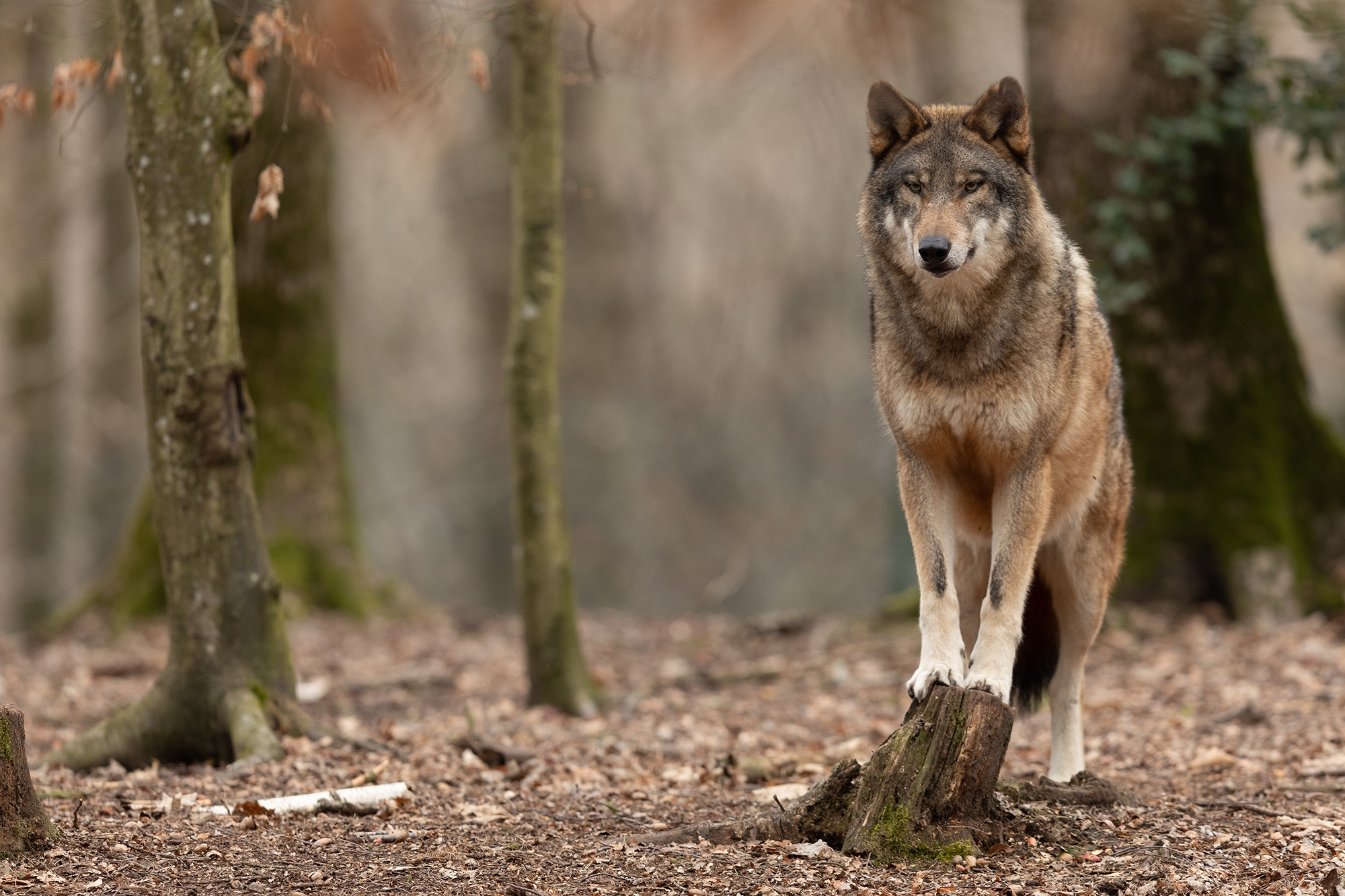 Trois loups échappés d'un sanctuaire s'atatquent aux troupeux de brebis en Charente-Maritime.