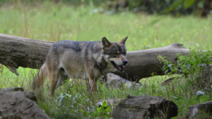 Le préfet de Charente-Maritime autorise l’élimination d’un loup soupçonné d’avoir attaqué des troupeaux de brebis