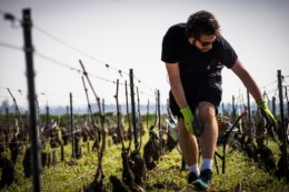 La viticulture de Charente-Maritime a besoin de bras même en hiver