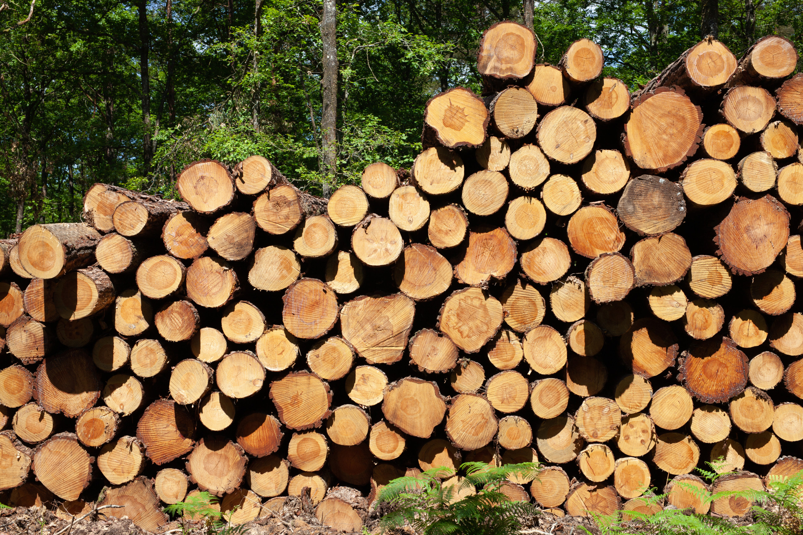 De 4 à 5 stères de bois municipal vendus simplement sur le BonCoin. (©Adobe Stock Illustration)