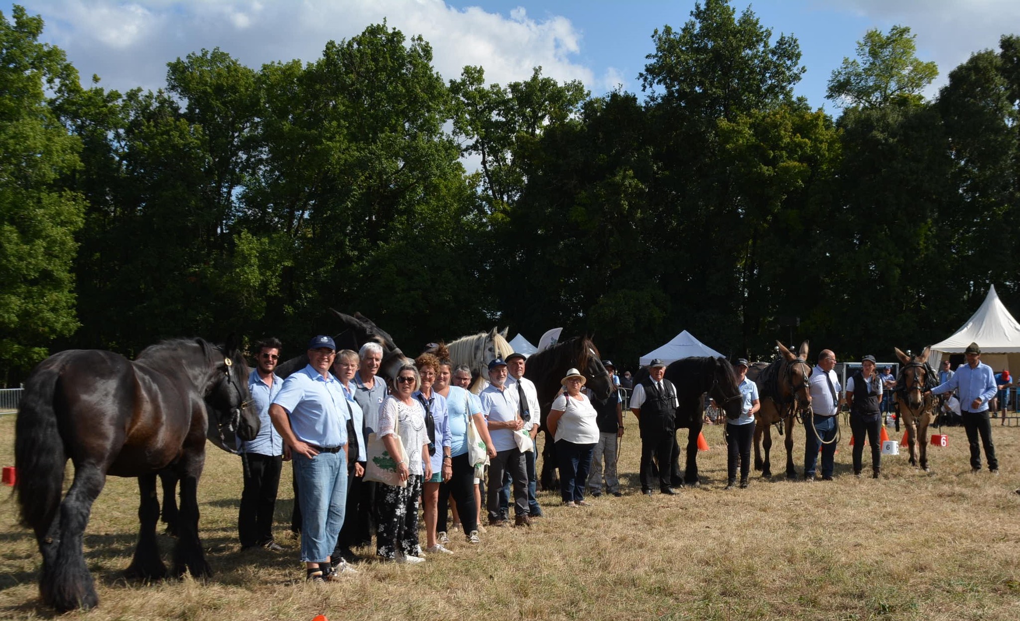 Concours national des races mulassières du Poitou ©Races Mulassières du Poitou