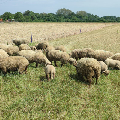 moutons ©Ludovic sarrazin