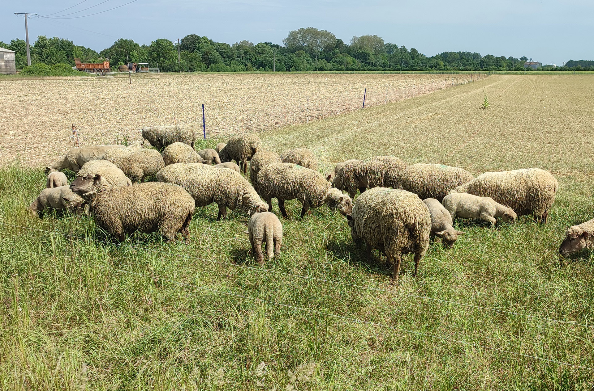 moutons ©Ludovic sarrazin